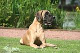 DOGUE ALLEMAND 848